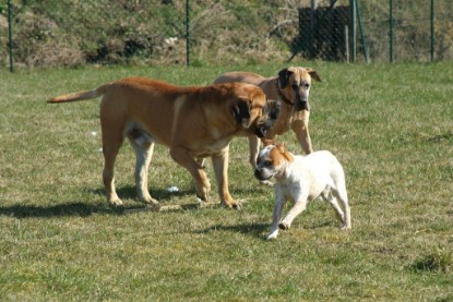 sbb Theo, Abby und Luna auf der Wiese