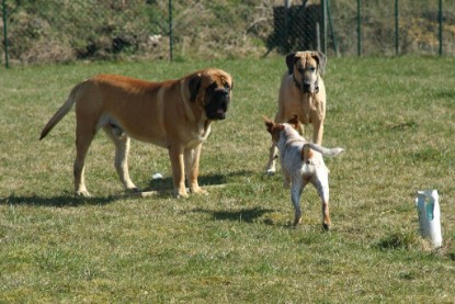 sbb Theo, Abby und Luna auf der Wiese