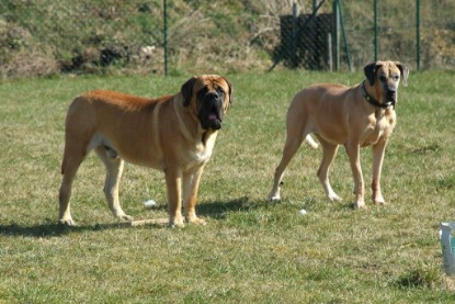 sbb Theo, Abby und Luna auf der Wiese