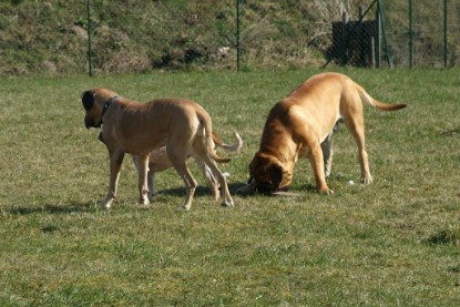 sbb Theo, Abby und Luna auf der Wiese