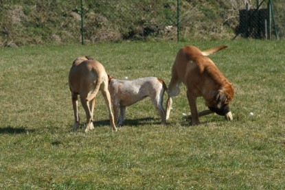 sbb Theo, Abby und Luna auf der Wiese