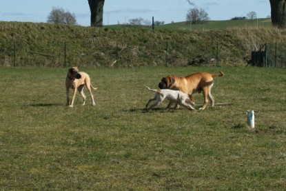 sbb Theo, Abby und Luna auf der Wiese