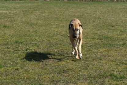 sbb Theo, Abby und Luna auf der Wiese