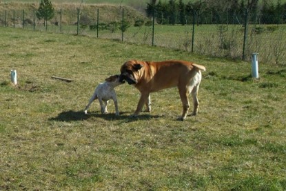 sbb Theo, Abby und Luna auf der Wiese