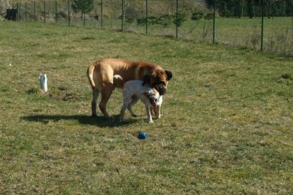 sbb Theo, Abby und Luna auf der Wiese