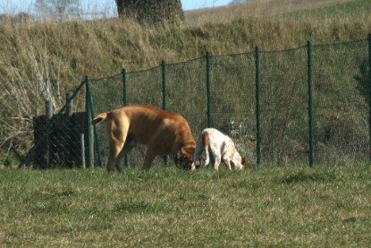 sbb Theo, Abby und Luna auf der Wiese