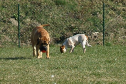 sbb Theo, Abby und Luna auf der Wiese