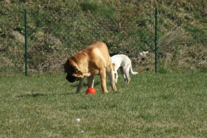 sbb Theo, Abby und Luna auf der Wiese