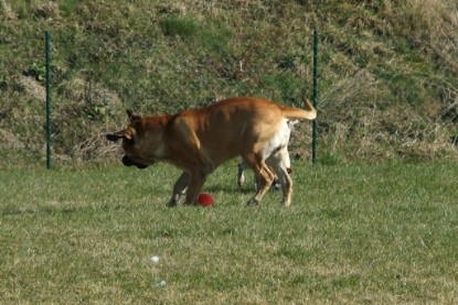 sbb Theo, Abby und Luna auf der Wiese