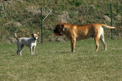 sbb Theo, Abby und Luna auf der Wiese