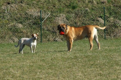 sbb Theo, Abby und Luna auf der Wiese