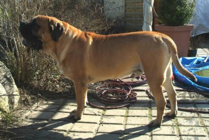 sbb Theo, Abby und Luna auf der Wiese