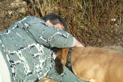 sbb Theo, Abby und Luna auf der Wiese