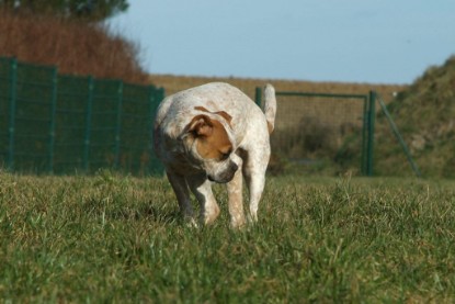 sbb Theo, Abby und Luna auf der Wiese