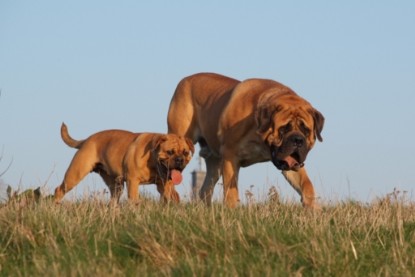 Continental Bulldogs Seeblickbulls Bilderalbum - Sommer 2010