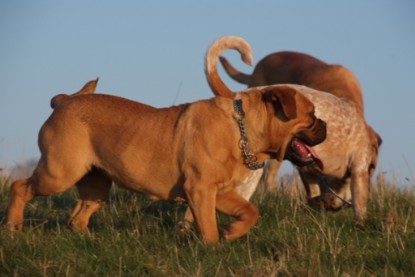 Continental Bulldogs Seeblickbulls Bilderalbum - Sommer 2010