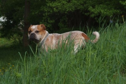 Continental Bulldogs Seeblickbulls Bilderalbum - Sommer 2010