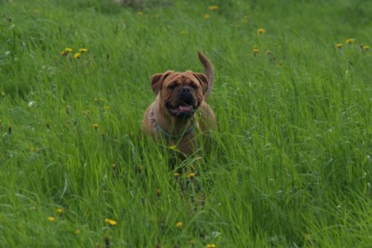 Continental Bulldogs Seeblickbulls Bilderalbum - Sommer 2010