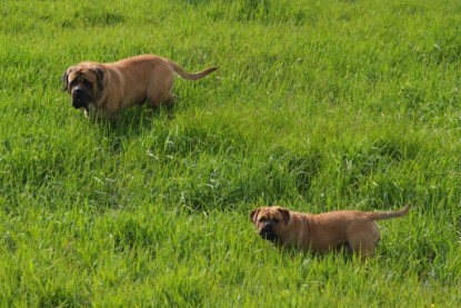 Continental Bulldogs Seeblickbulls Bilderalbum - Sommer 2010