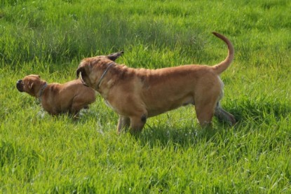 Continental Bulldogs Seeblickbulls Bilderalbum - Sommer 2010