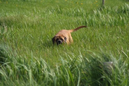 Continental Bulldogs Seeblickbulls Bilderalbum - Sommer 2010