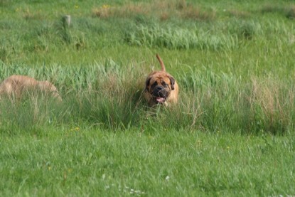 Continental Bulldogs Seeblickbulls Bilderalbum - Sommer 2010