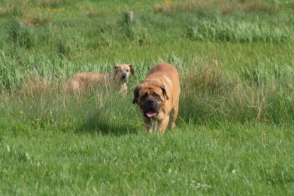 Continental Bulldogs Seeblickbulls Bilderalbum - Sommer 2010