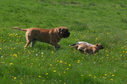 Continental Bulldogs Seeblickbulls Bilderalbum - Sommer 2010