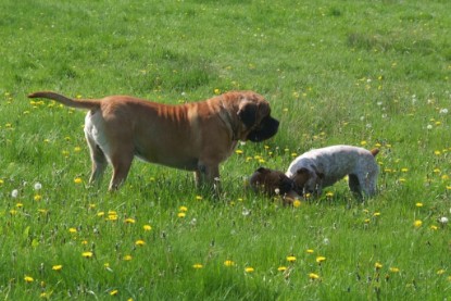 Continental Bulldogs Seeblickbulls Bilderalbum - Sommer 2010