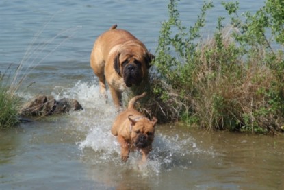 Continental Bulldogs Seeblickbulls Bilderalbum - Sommer 2010