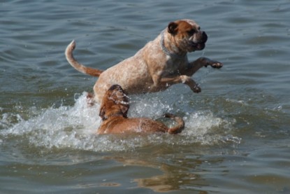 Continental Bulldogs Seeblickbulls Bilderalbum - Sommer 2010