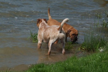 Continental Bulldogs Seeblickbulls Bilderalbum - Sommer 2010