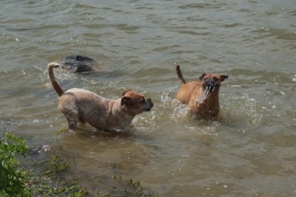 Continental Bulldogs Seeblickbulls Bilderalbum - Sommer 2010