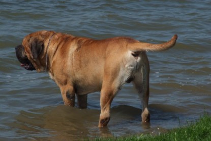 Continental Bulldogs Seeblickbulls Bilderalbum - Sommer 2010