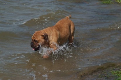 Continental Bulldogs Seeblickbulls Bilderalbum - Sommer 2010