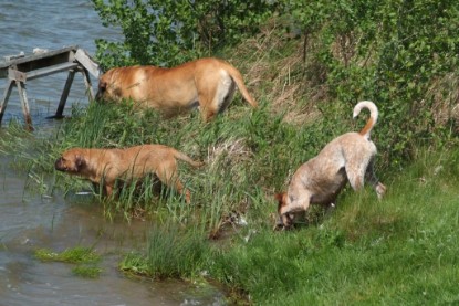 Continental Bulldogs Seeblickbulls Bilderalbum - Sommer 2010