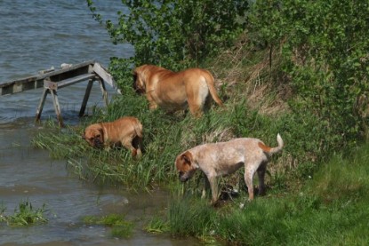 Continental Bulldogs Seeblickbulls Bilderalbum - Sommer 2010