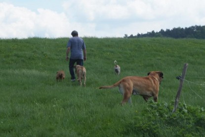 Continental Bulldogs Seeblickbulls Bilderalbum - Sommer 2010