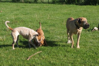 Continental Bulldogs Seeblickbulls Bilderalbum - Sommer 2010