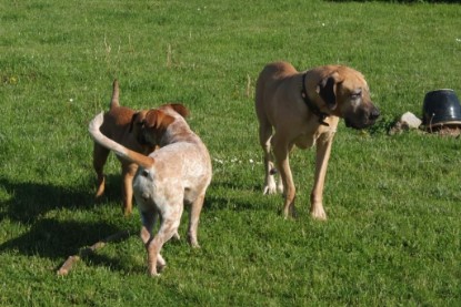 Continental Bulldogs Seeblickbulls Bilderalbum - Sommer 2010