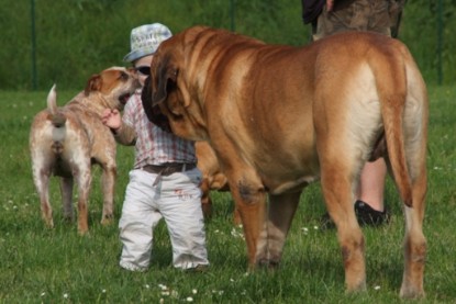 Continental Bulldogs Seeblickbulls Bilderalbum - Sommer 2010