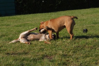 Continental Bulldogs Seeblickbulls Bilderalbum - Sommer 2010