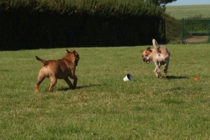 Continental Bulldogs Seeblickbulls Bilderalbum - Sommer 2010