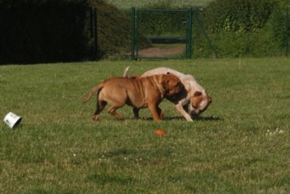 Continental Bulldogs Seeblickbulls Bilderalbum - Sommer 2010