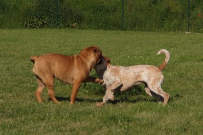 Continental Bulldogs Seeblickbulls Bilderalbum - Sommer 2010