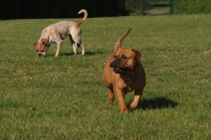 Continental Bulldogs Seeblickbulls Bilderalbum - Sommer 2010