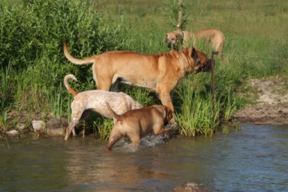 Continental Bulldogs Seeblickbulls Bilderalbum - Sommer 2010