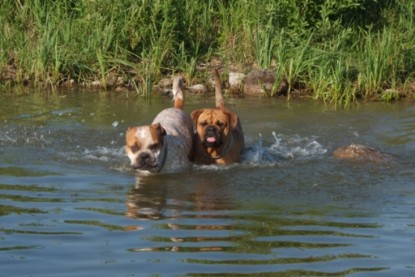 Continental Bulldogs Seeblickbulls Bilderalbum - Sommer 2010