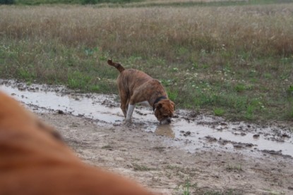 Continental Bulldogs Seeblickbulls Bilderalbum - Conti-Treff 2010