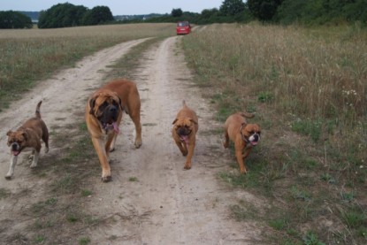 Continental Bulldogs Seeblickbulls Bilderalbum - Conti-Treff 2010